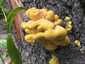 Sárga gévagomba (Laetiporus sulphureus), Duna-part. Főként fűzfán nő, élő- és elhalt, álló és fekvő törzseken egyaránt